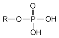Phosphate – Wikipedia